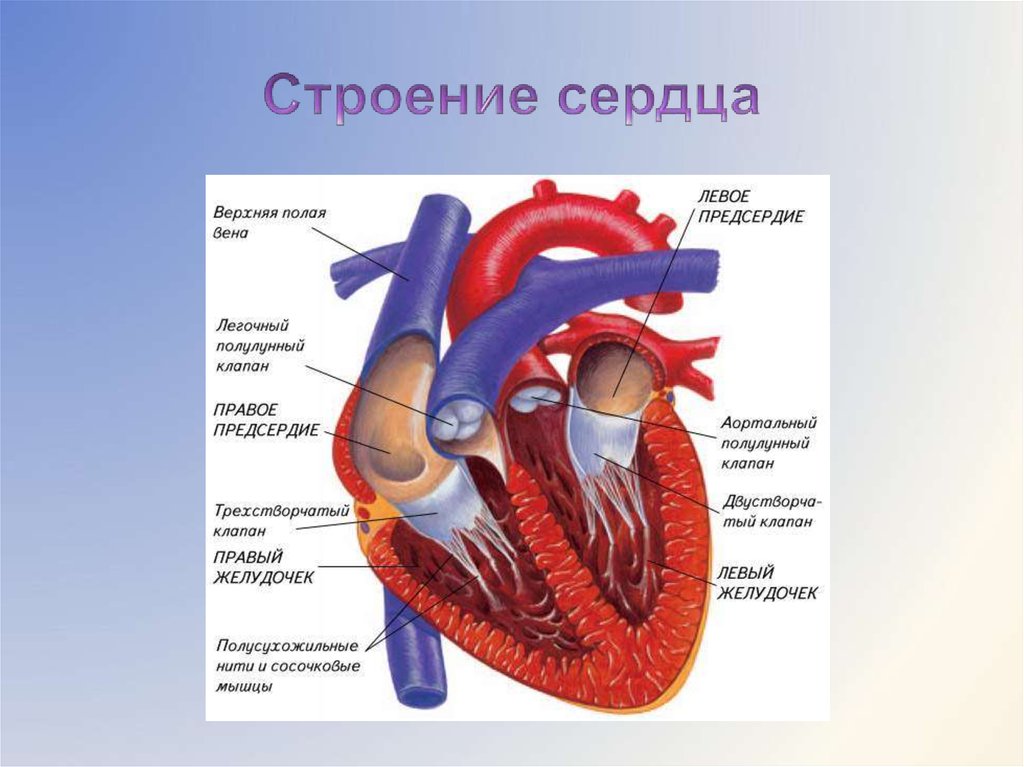 Строение сердца презентация