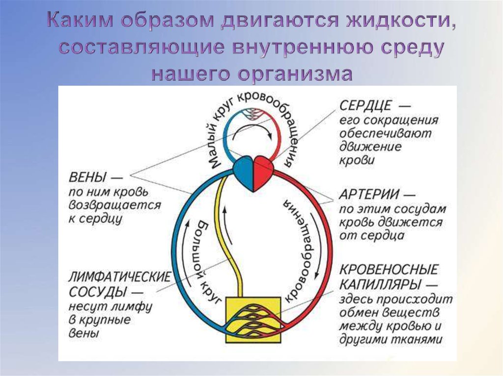 Круговорот крови у человека схема