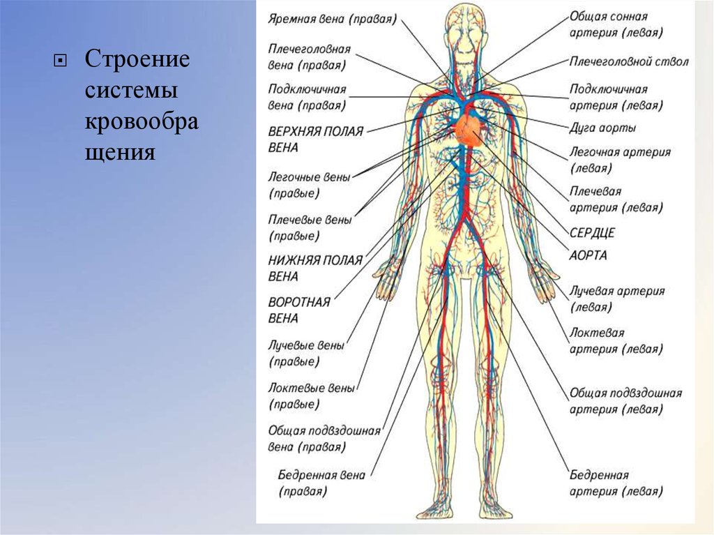 Артерии схема анатомия