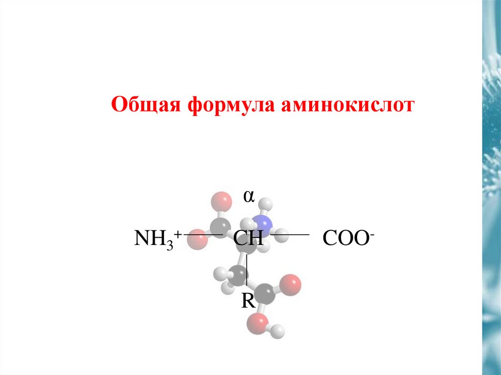 Общая формула аминокислот. Общая формула Аминов. Амины общая формула. Аминокислоты формулы.