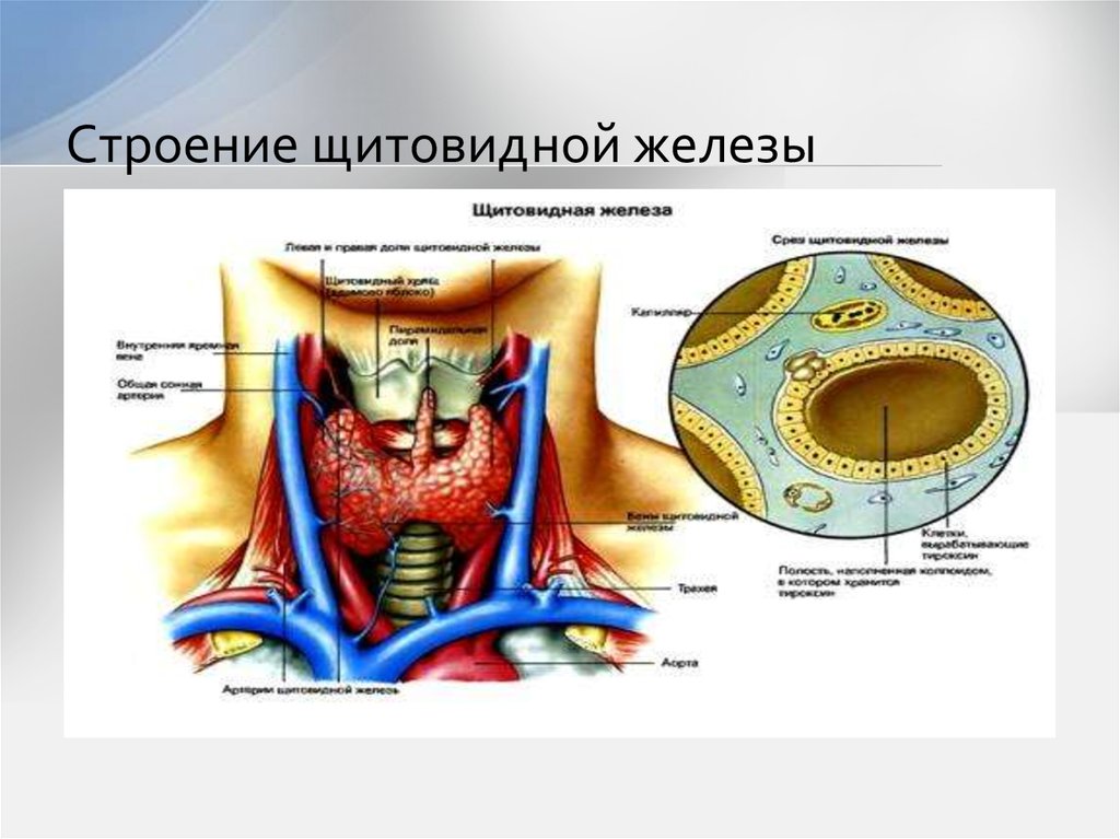 В какой полости расположена щитовидная железа. Щитовидная железа строение анатомия. Щитовидная железа внешнее и внутреннее строение. Строение внутренне щитовидной железы. Внешнее строение щитовидной железы человека.