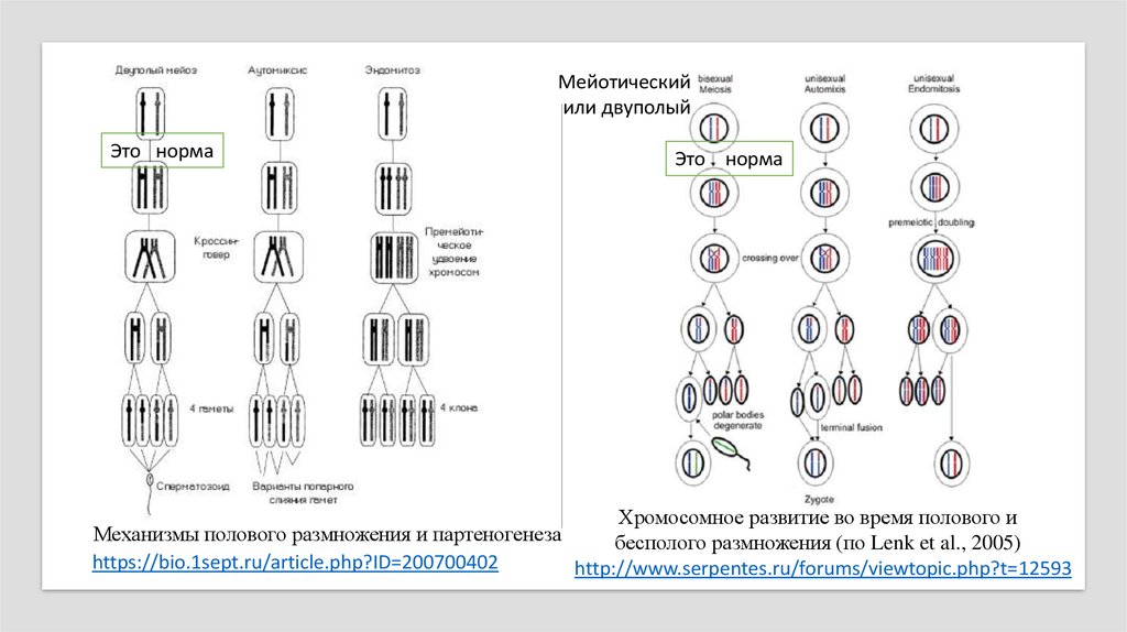 Каким номером на схеме обозначено мейотическое. Набор хромосом при партеногенезе. Механизм полового размножения. Набор хромосом в бесполом размножении. Половое и бесполое размножение партеногенез.