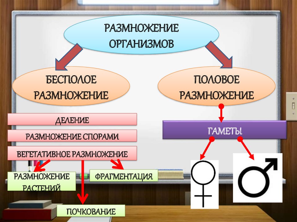 1 размножение организмов