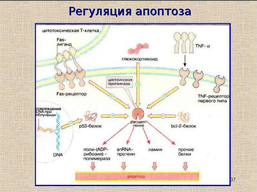 Апоптоз презентация иммунология