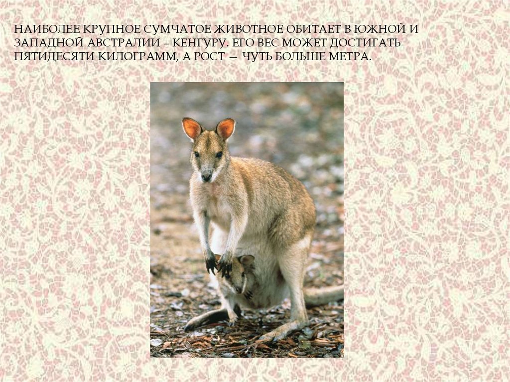 На каком материке находится кенгуру. Сумчатые животные обитают в. Самое крупное сумчатое животное. Сумчатые животные Австралии презентация. Интересные факты о сумчатых.