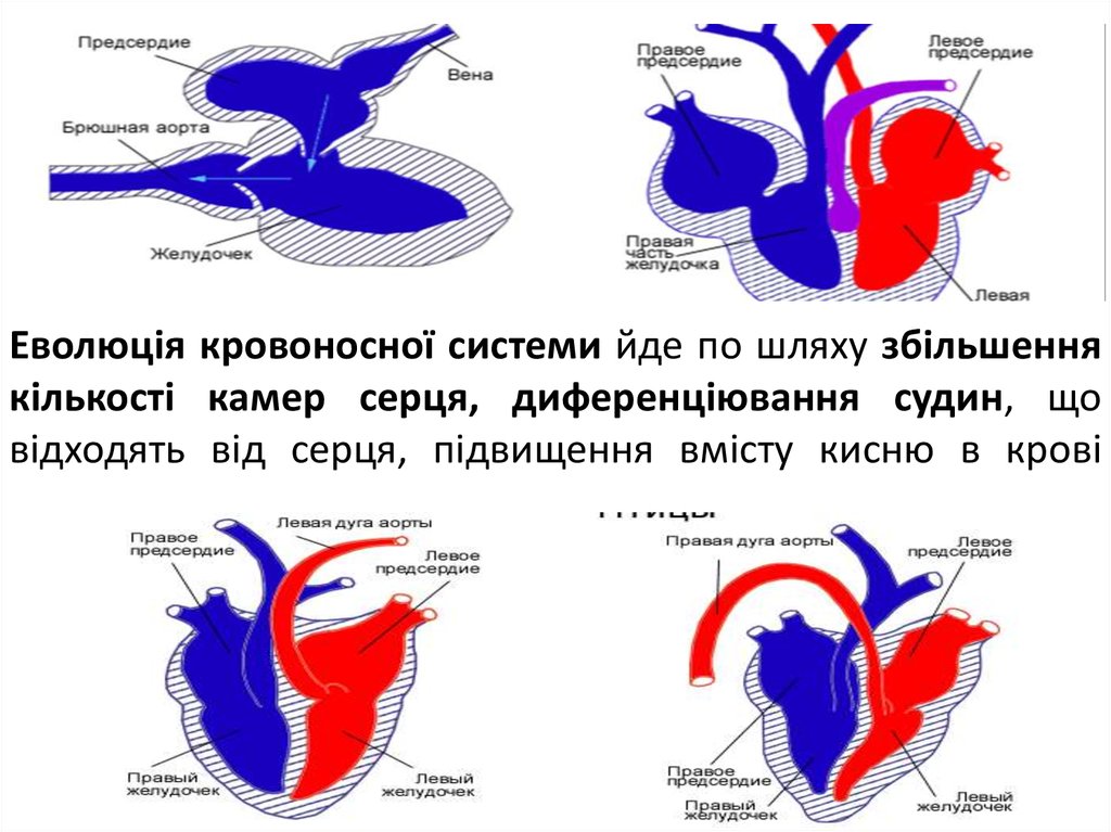 Еволюція кровоносної системи йде по шляху збільшення кількості камер серця, диференціювання судин, що відходять від серця,