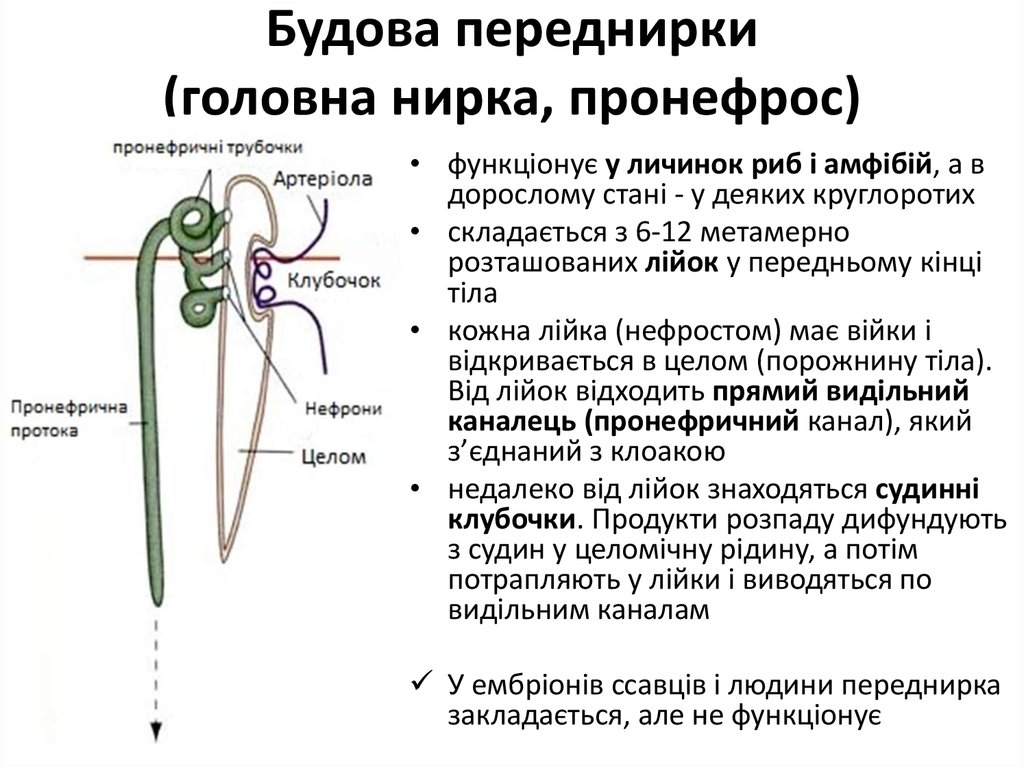 Будова переднирки (головна нирка, пронефрос)