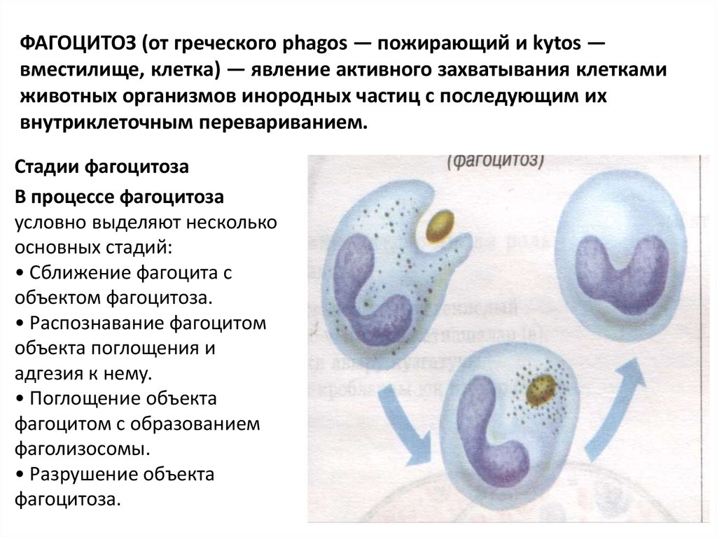 Фагоцитоз лейкоцитов схема. Фагоцитоз захват клеткой