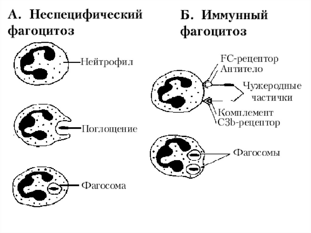 Что такое фагоцитоз. Схема иммунного фагоцитоза. Клеточный фагоцитоз схема образования иммунитета. Фагоцитоз бактерий нейтрофилами. Механизм клеточного иммунитета схема фагоцитоз.