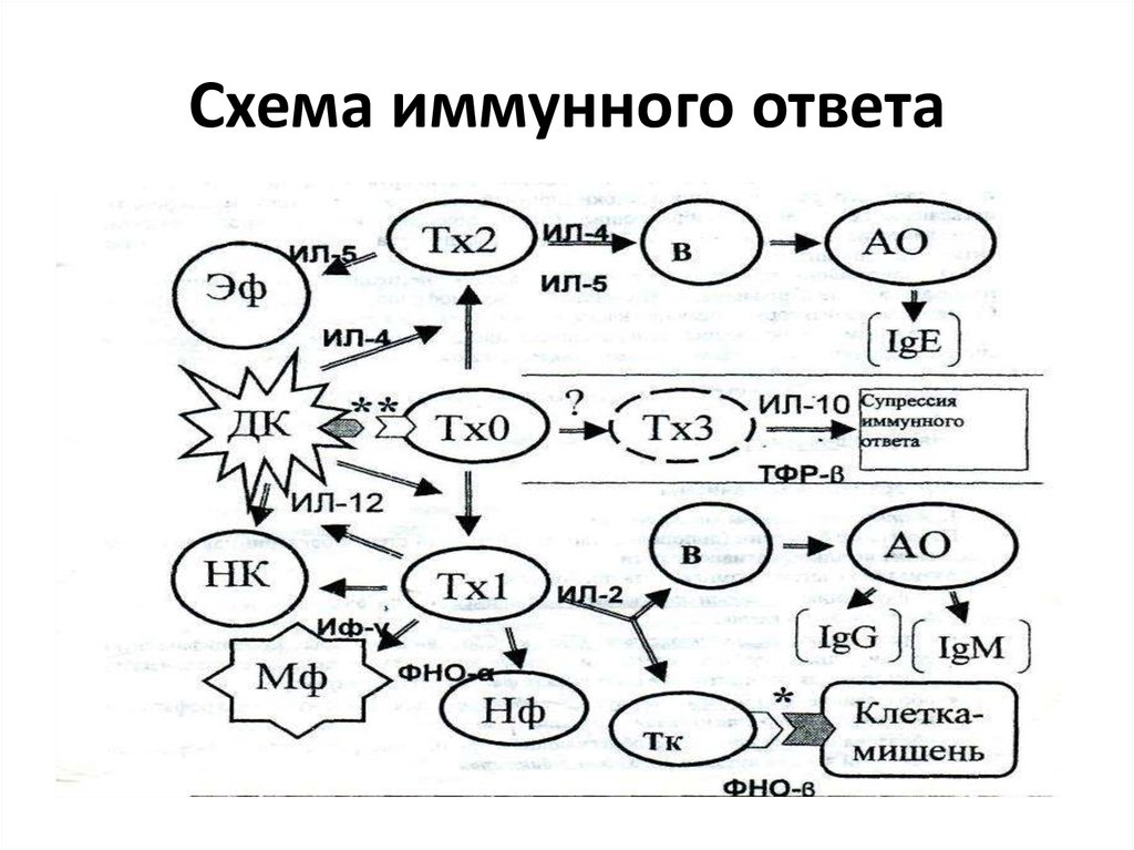 Схема иммунного ответа