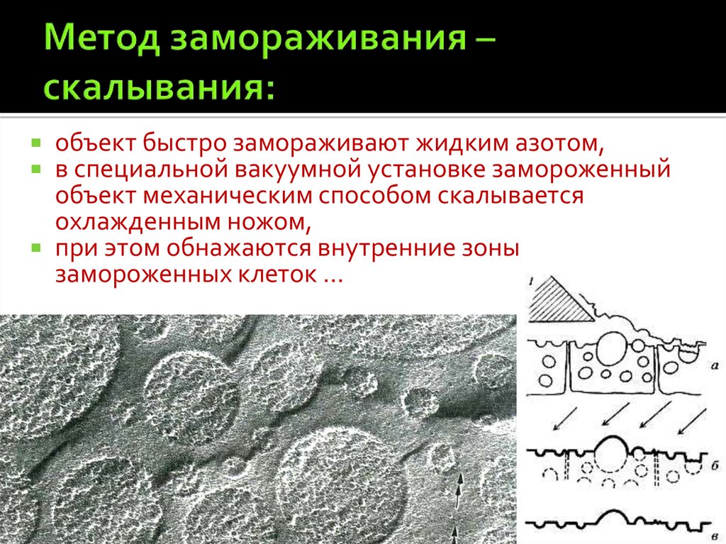 Теория медленного замораживания презентация