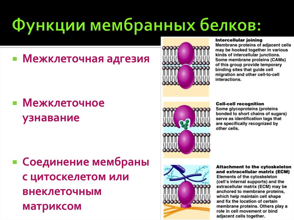 Функции мембраны 8 класс