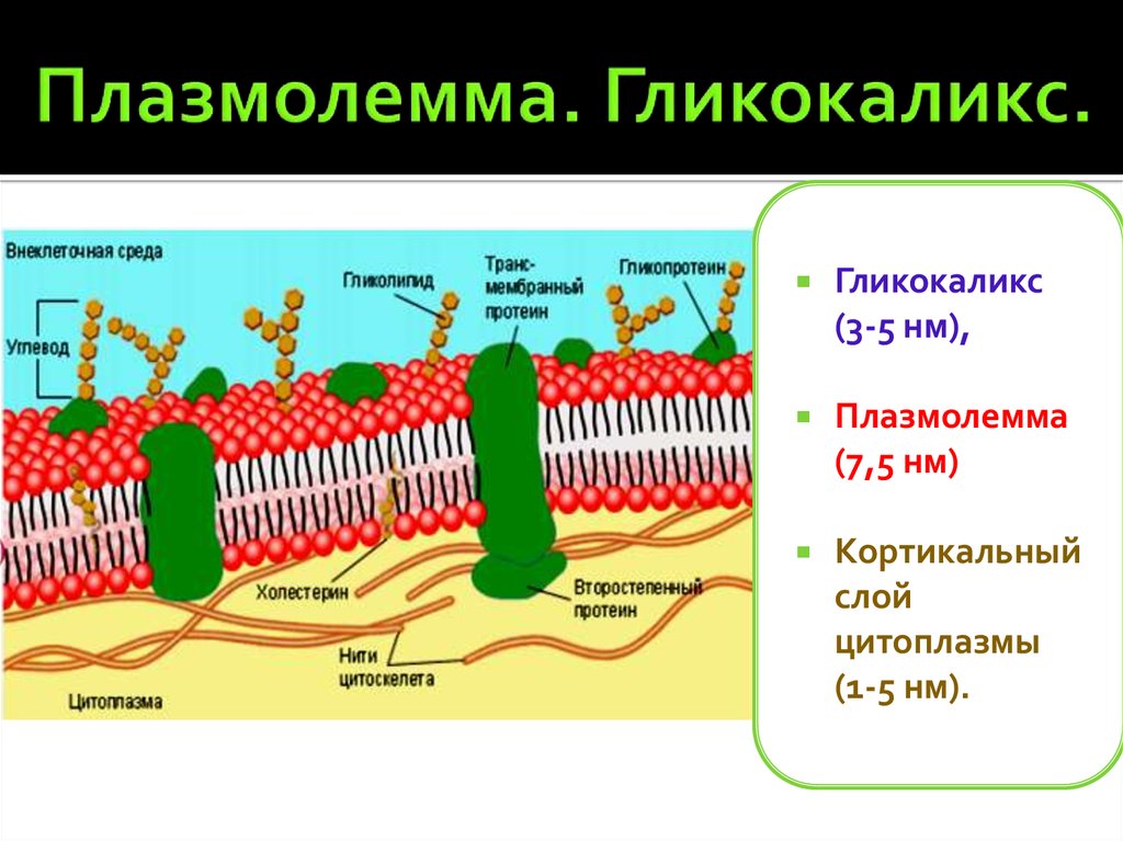 Мембраны клетки тест. Плазмалемма и гликокаликс. Цитоплазматическая мембрана и цитолемма. Клеточная мембрана гликокаликс. Строение плазмолеммы (гликокаликс, мембрана, субмембранный комплекс)..