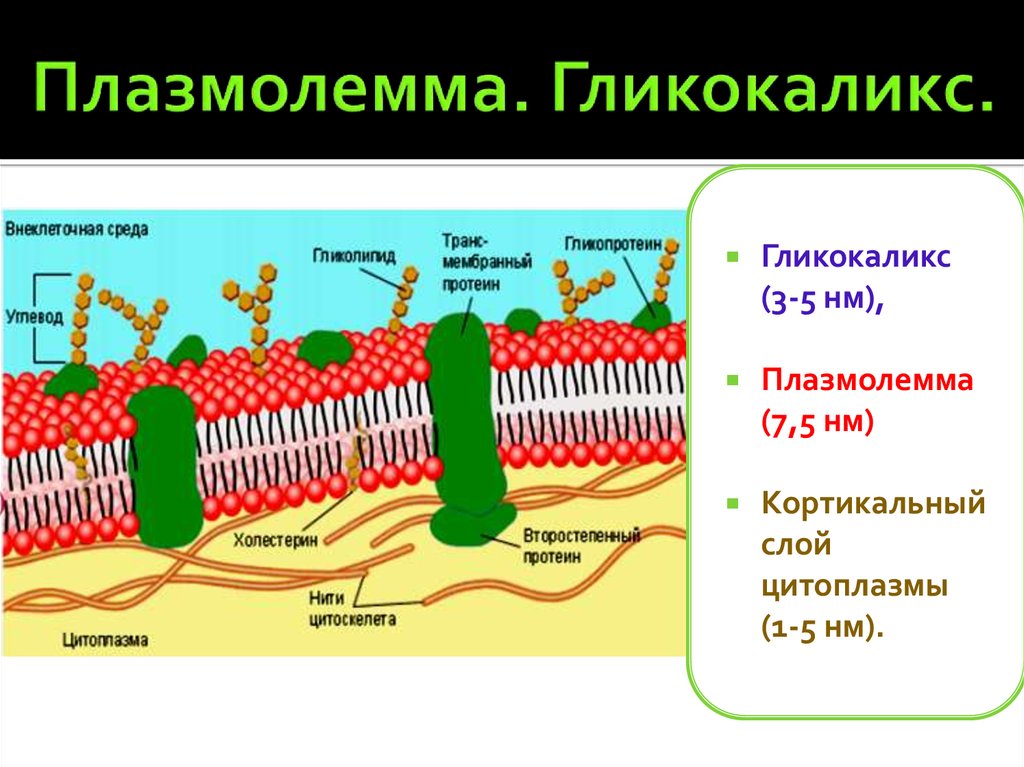 Клеточная мембрана картинка