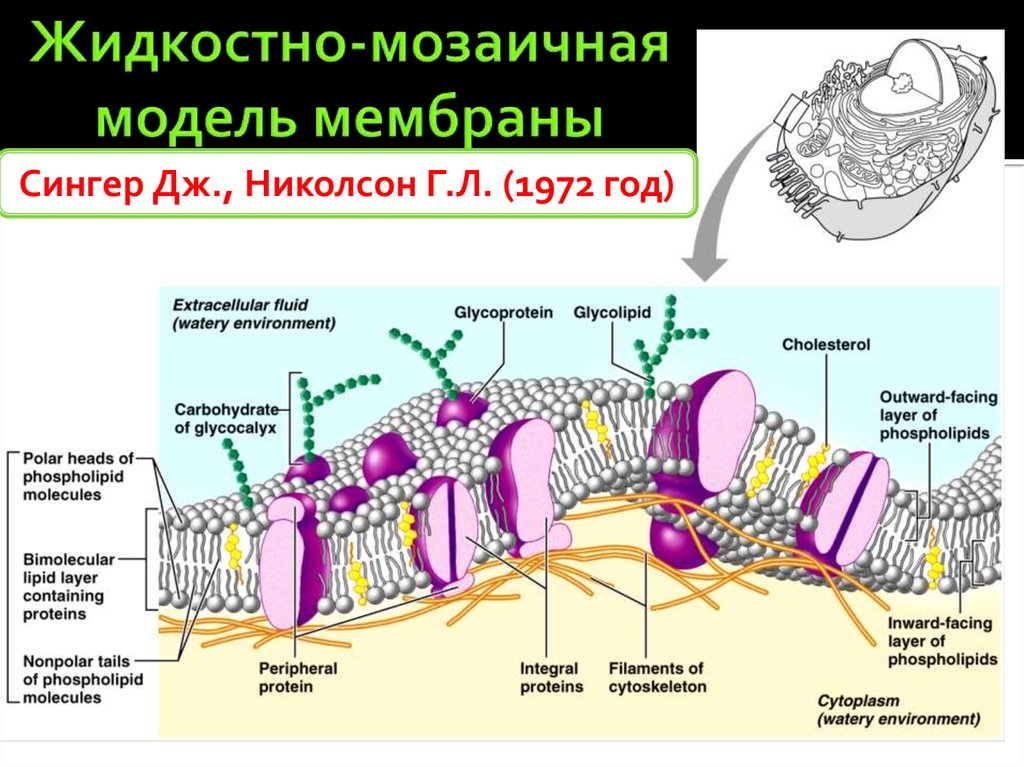 Мембрана a b d