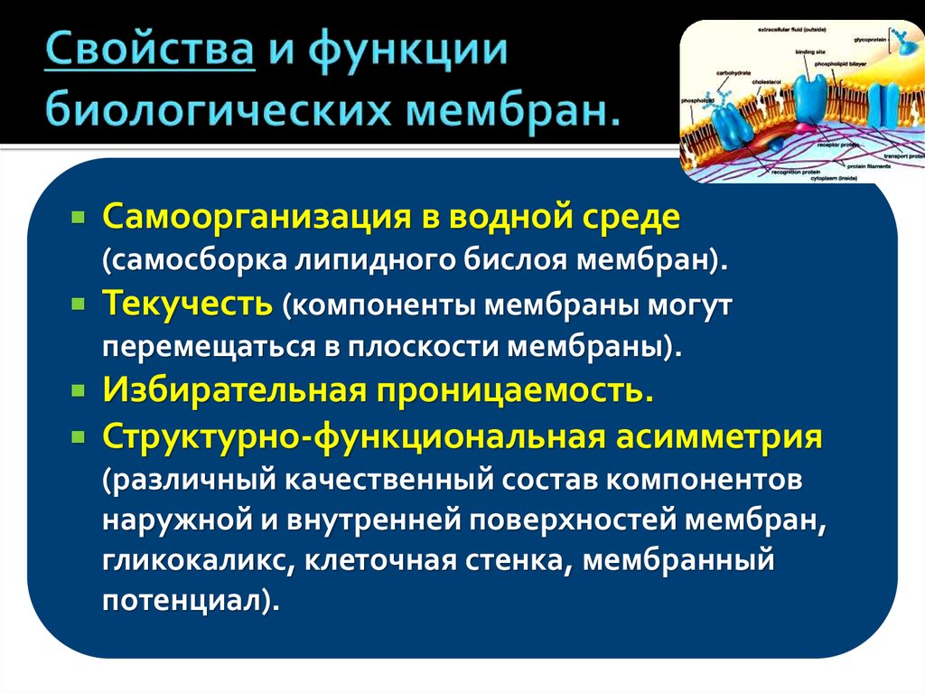 3 функции мембраны