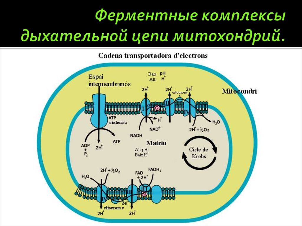 Ферментные комплексы дыхательной цепи митохондрий.