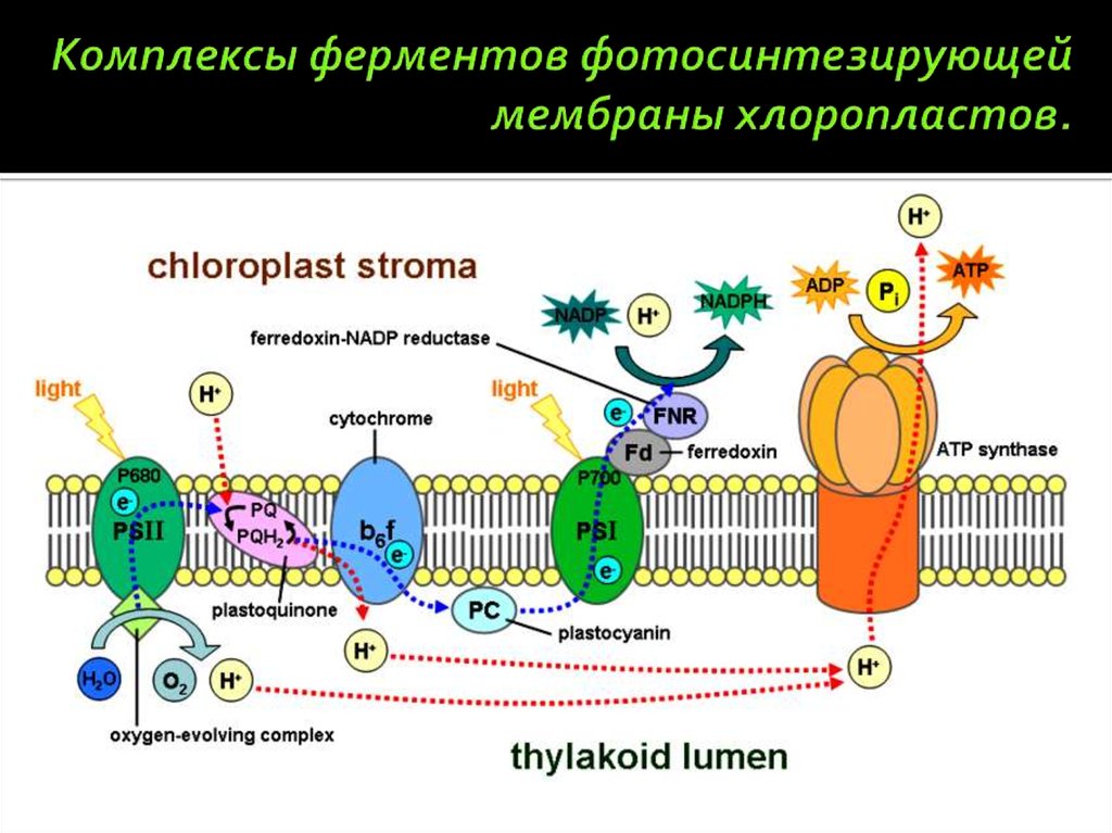 Комплексы ферментов фотосинтезирующей мембраны хлоропластов.