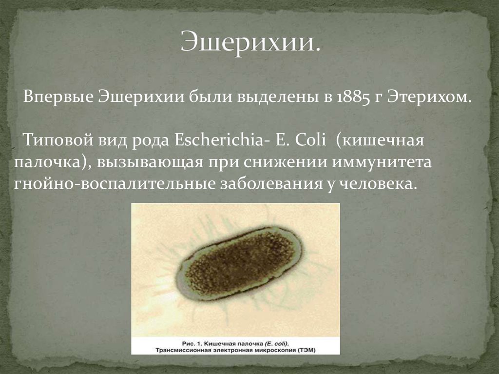 Escherichia coli что это у мужчин. Эшерихия кишечная палочка. Бактерия эшерихия коли. Эшерихии о111. Кишечная палочка род и вид.
