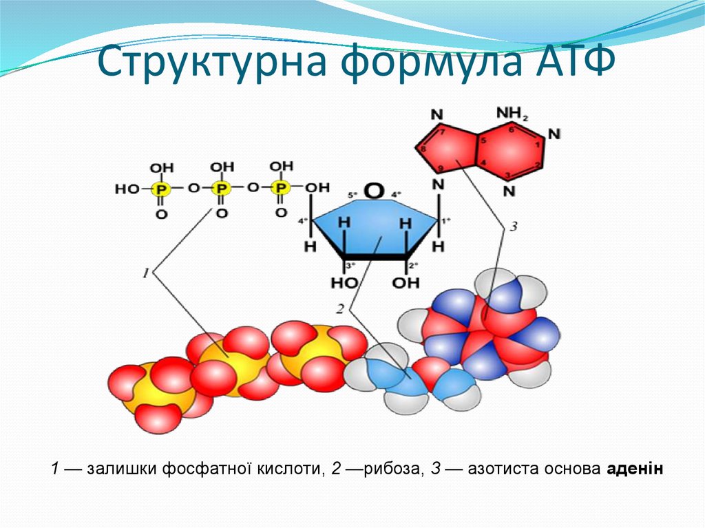 3 строение атф. Химическая структура АТФ. Строение АТФ формула. Структура молекулы АТФ. Строение молекулы АТФ.