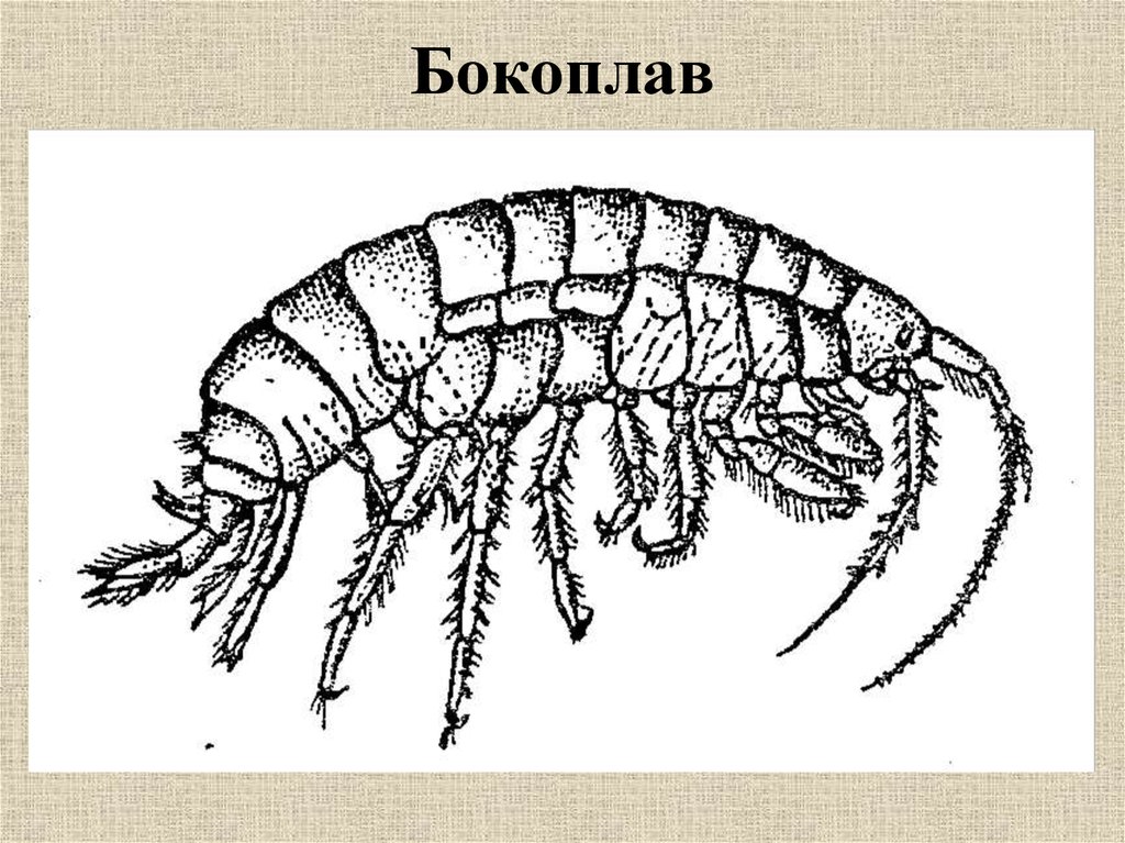 Нарисовать членистоногого прикол