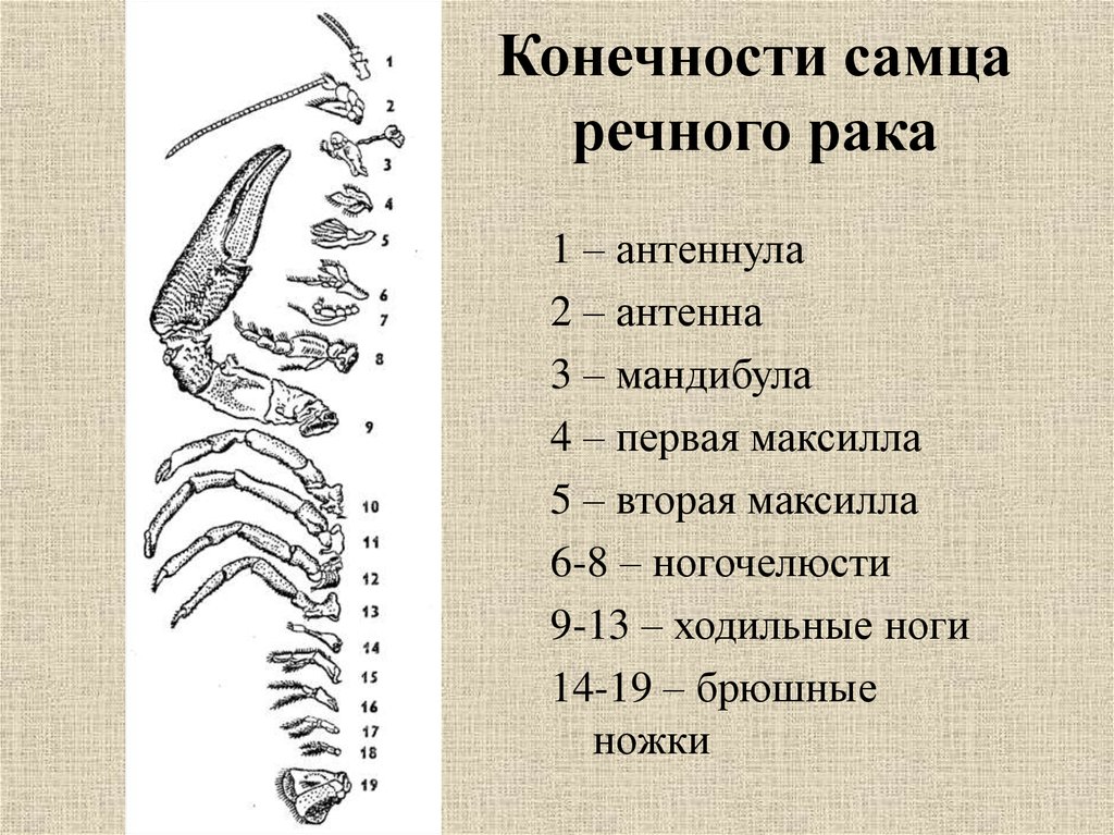 Двуветвистая конечность ракообразных схема