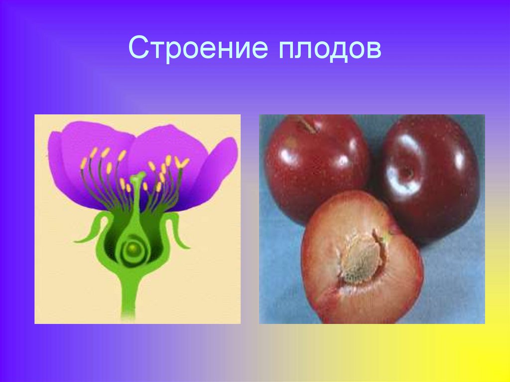 Какой плод у цветка
