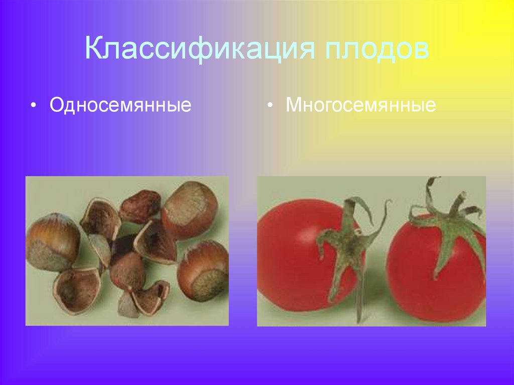 Яблоко односемянный плод. Плод многосемянная коробочка. Классификация плодов односемянные и многосемянные.