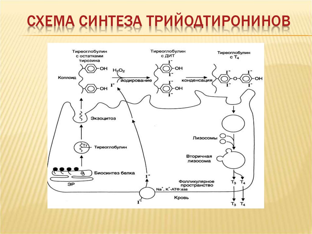 Определение тиреоглобулина. Йодирование остатков тирозина в тиреоглобулине. Тиреоглобулин биохимия. Схема синтеза йодтиронинов. Тиреоглобулин химическое строение.