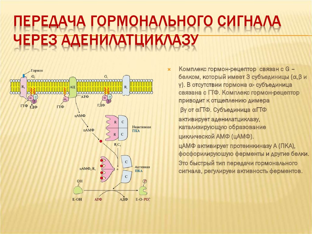 Механизмы передачи гормональных сигналов