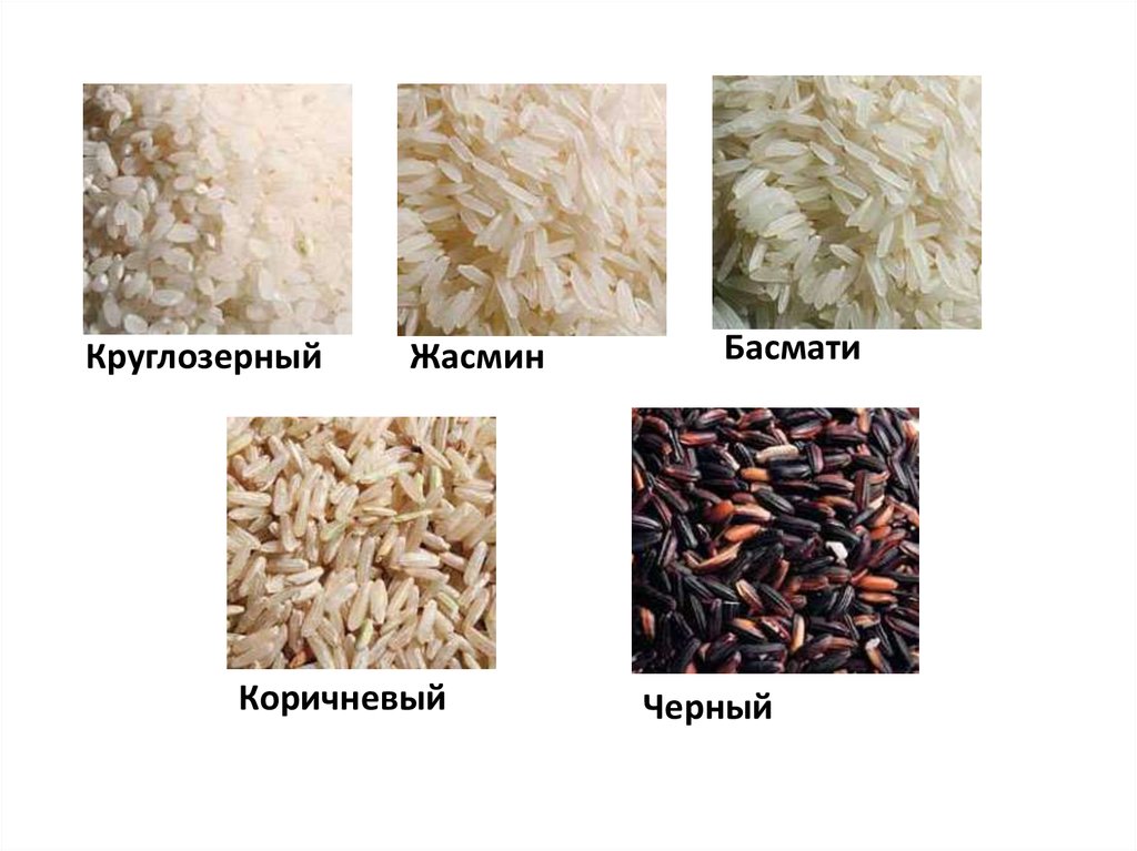 Систематика риса. Среднезёрный рис. Систематика риса. Систематика риса. Классификация риса.