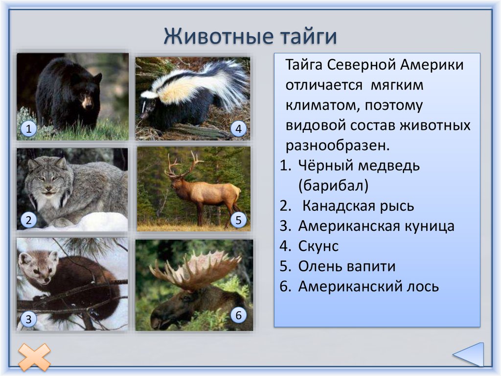 Какие животные встречаются в северной америке. Обитатели тайги. Животные Северной Америки. Животный мир тайги. Животные тайги Северной Америки.