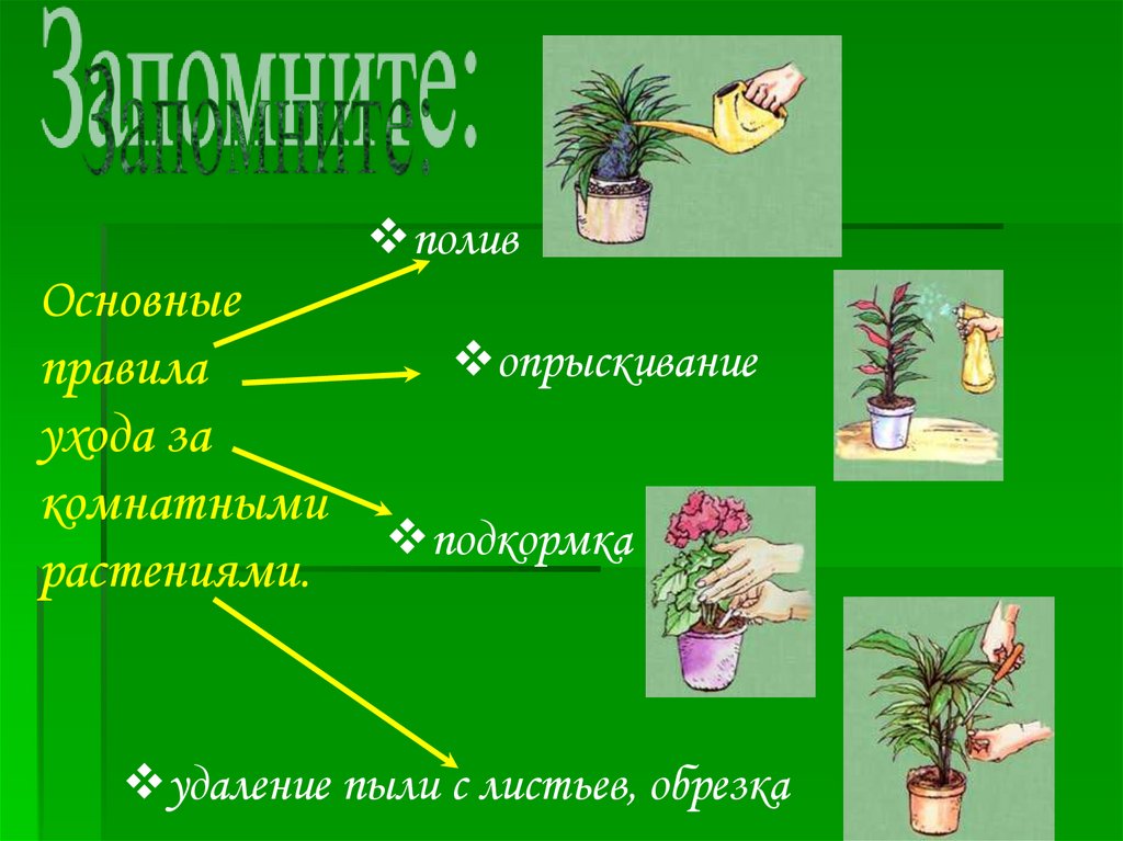 Картинки как ухаживать за комнатными растениями для детей