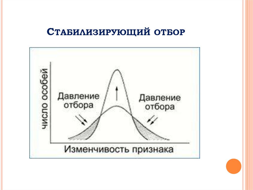 Стабилизирующий отбор схема