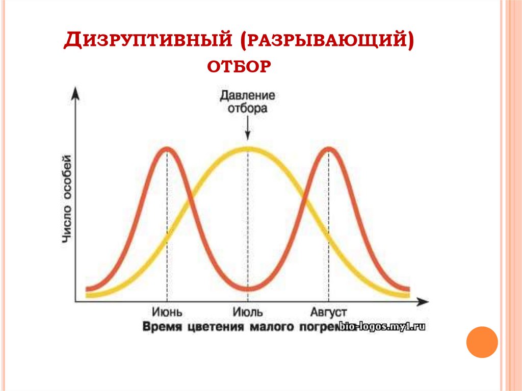 Разрывающий отбор. Форма естественного отбора дизуптиривный. Дизруптивный отбор это форма естественного отбора. Формы естественного отбора график дизруптивный. Дизруптивный естественный отбор.