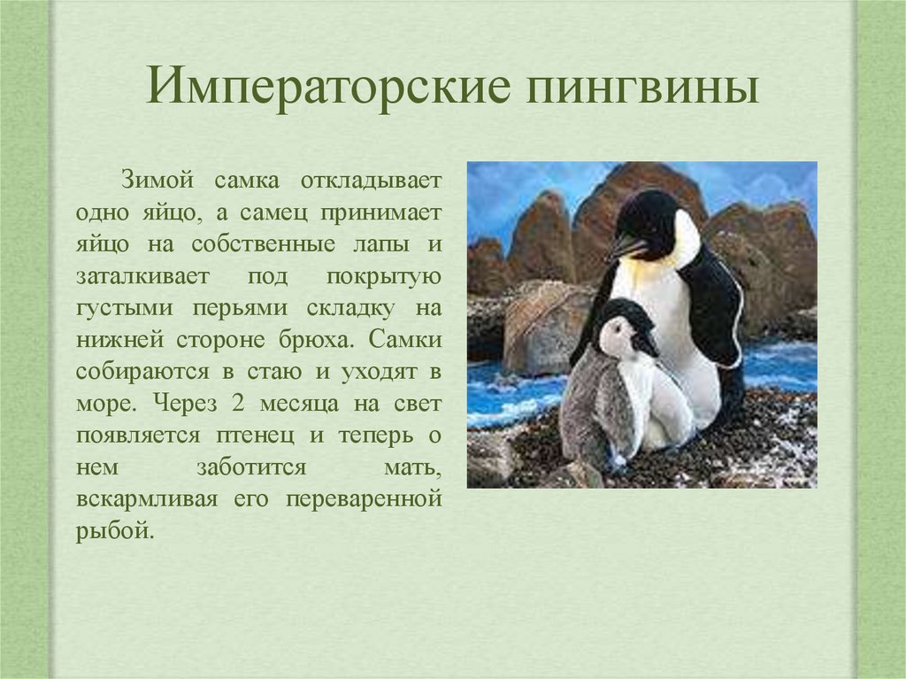 Рассказы про пингвинов для детей. Пингвин красная книга. Описание пингвина. Императорский Пингвин информация. Императорский Пингвин описание для детей.