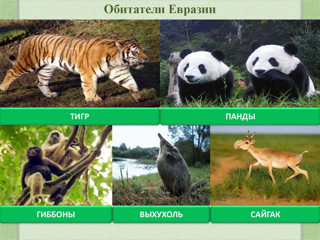 Кто живет в евразии. Животные Евразии. Обитатели Евразии животные. Животные и растения Евразии. Евразия растительный мир и животный мир.