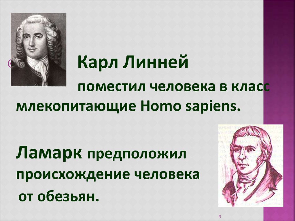 Линней ламарк дарвин презентация