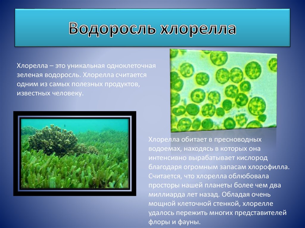 Хлорелла отличается. Одноклеточная водоросль хлорелла. Зеленые водоросли хлорелла. Зеленые водоросли хлореллы строение. Хлорелла Фототроф.