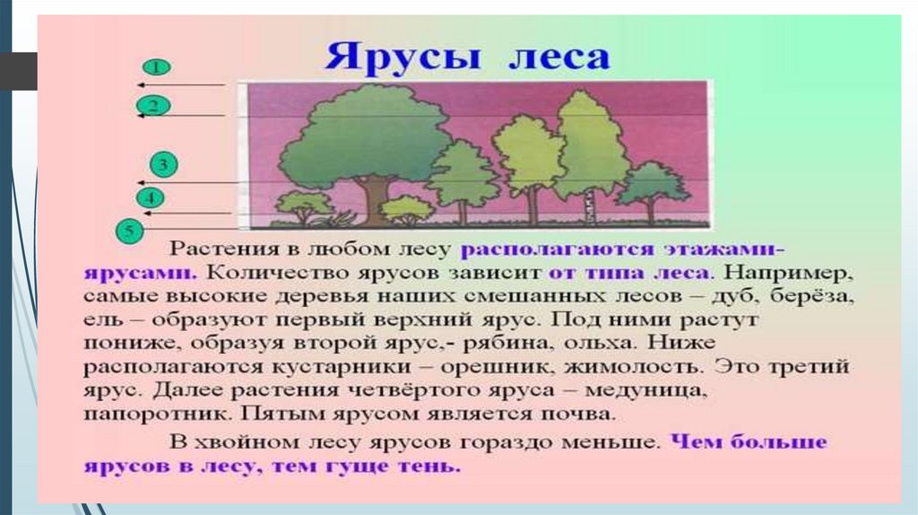 Ярусы леса презентация