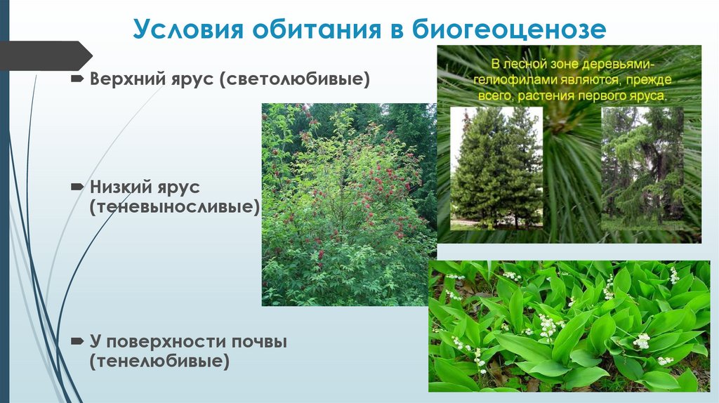 Условия обитания. Теневыносливые растения второго яруса. Условия обитания в ярусах. Верхний ярус экосистемы.