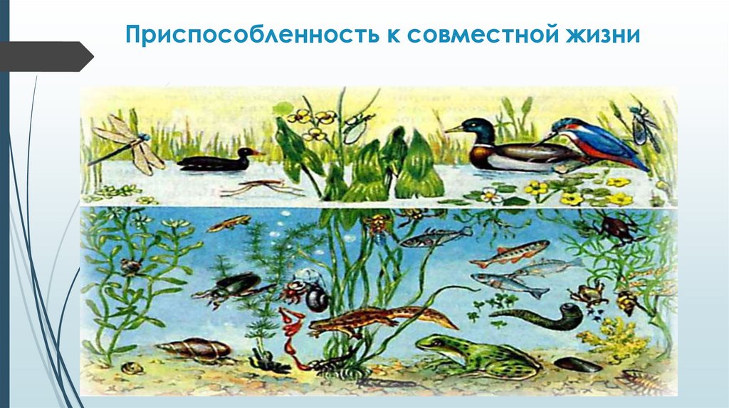 Рисунок сообщество биология 5 класс. Природное сообщество биоценоз. Биоценоз и экосистема. Экосистемы для дошкольников. Биоценоз и биогеоценоз.