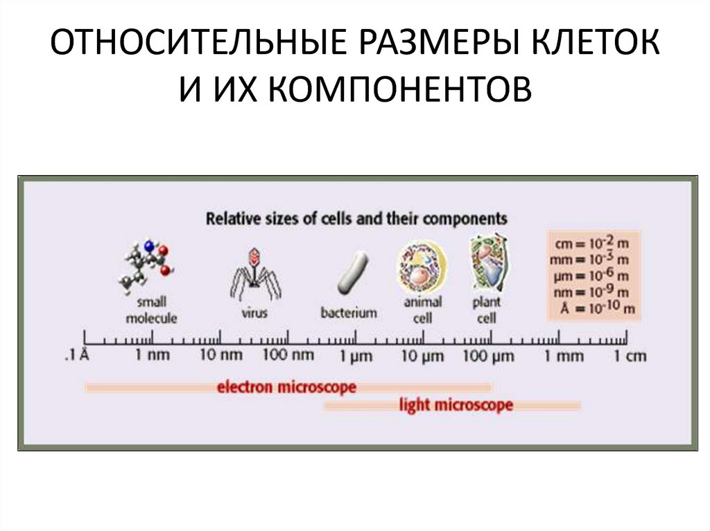 Относительный размер. Размеры клеток в сравнении. Каковы Размеры клеток. Размеры клеток и клеточных структур таблица относительный размер. Размеры внутриклеточных структур.