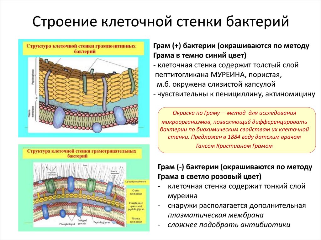 Есть ли клеточная стенка. Строение клеточной стенки бактерий. Состав клеточной стенки бактерий. Структура клеточной стенки бактерий. Клеточная стенка грамотрицательных бактерий функции.