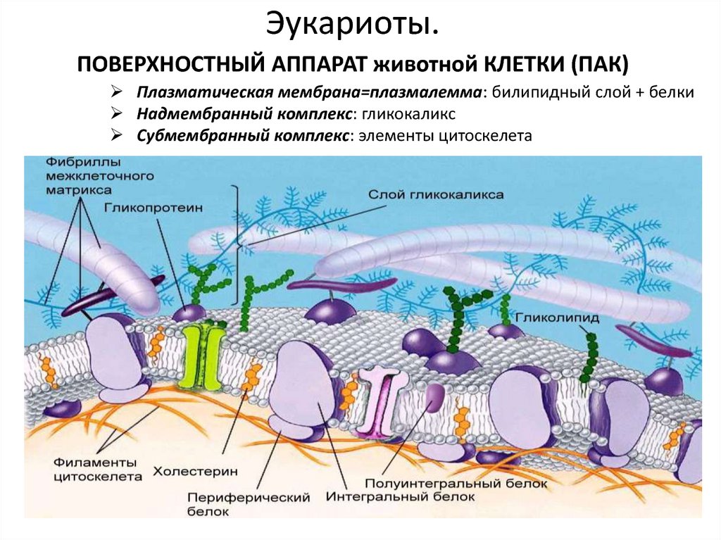 Плазматическая мембрана содержит гликокаликс