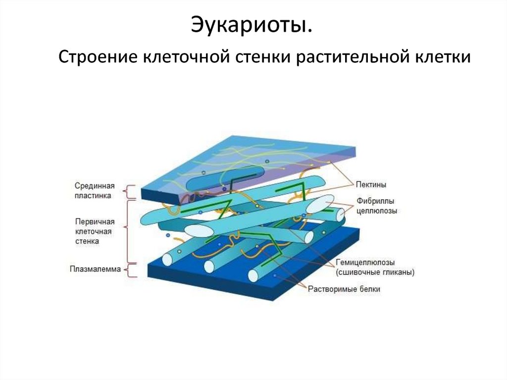 Растительная стенка. Клеточная стенка строение биология. Строение клеточной стенки растений. Строение первичной клеточной стенки. Строение клеточной стенки растительной клетки.