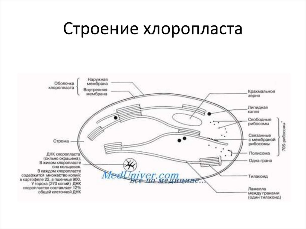 Строение хлоропласта рисунок с подписями