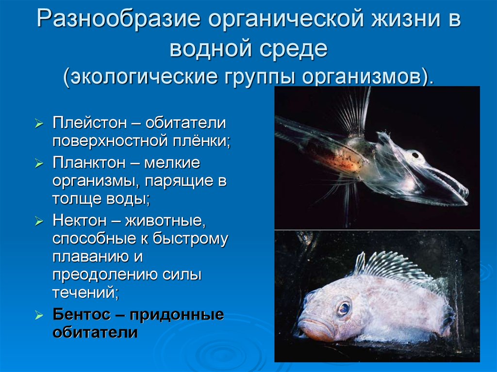 Приспособление живых организмов в океане. Экологические группы водных животных. Группы обитателей водной среды. Организмы обитающие в водной среде. Группы водных организмов планктон Нектон.