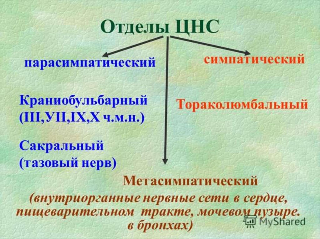 Отделы нервной системы. Отделы ВНС. Отделы вегетативной нервной системы. Отеллы вегетативной нервной системы. Центральный и периферический отделы ВНС.