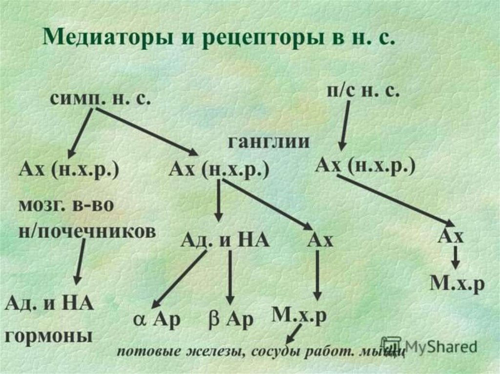 Рецепторы медиаторов. Медиаторы и рецепторы. Медиаторы и рецепторы нервной системы. Рецепторы медиаторов их классификация. Нейромедиаторы и рецепторы.